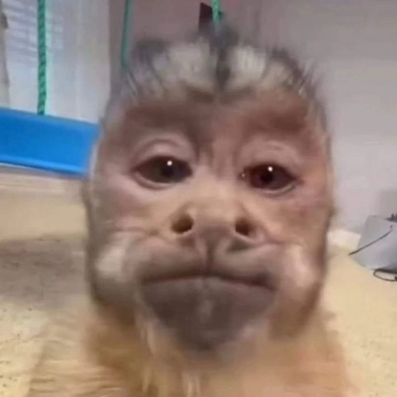 Meet your Posher, Vic - Picture 1 of 1